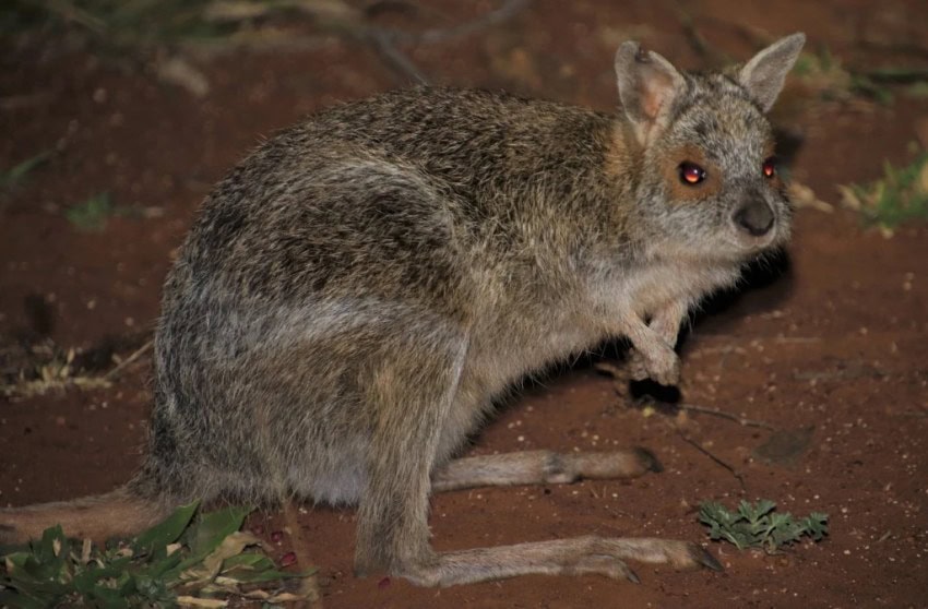 Spectacled hare-wallaby