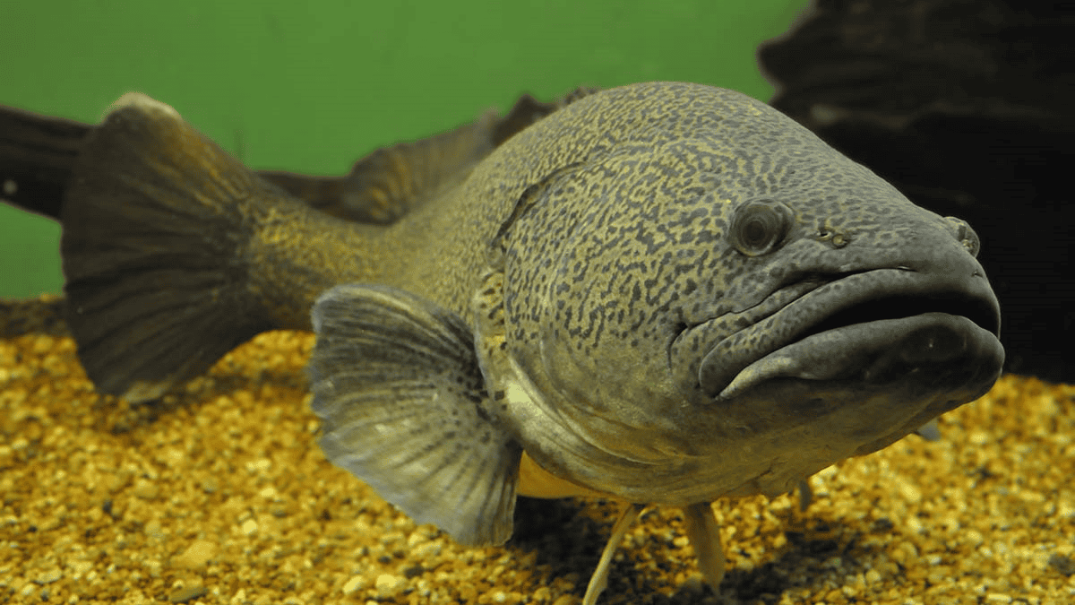 Murray cod