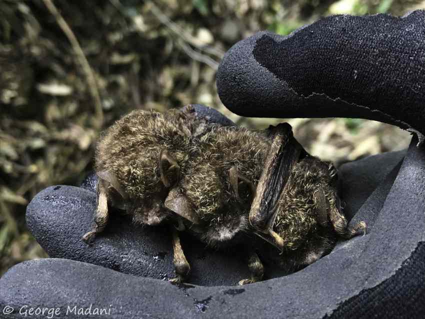 Three golden-tipped bats in a gloved hand.