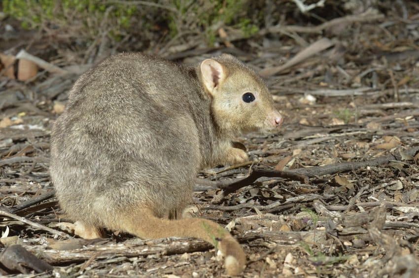 Burrowing bettong
