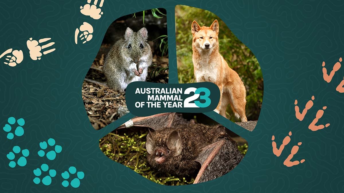 An image of the top 3 in australian mammal of the year. The dingo, gilbert's potoroo, and golden-tipped bat