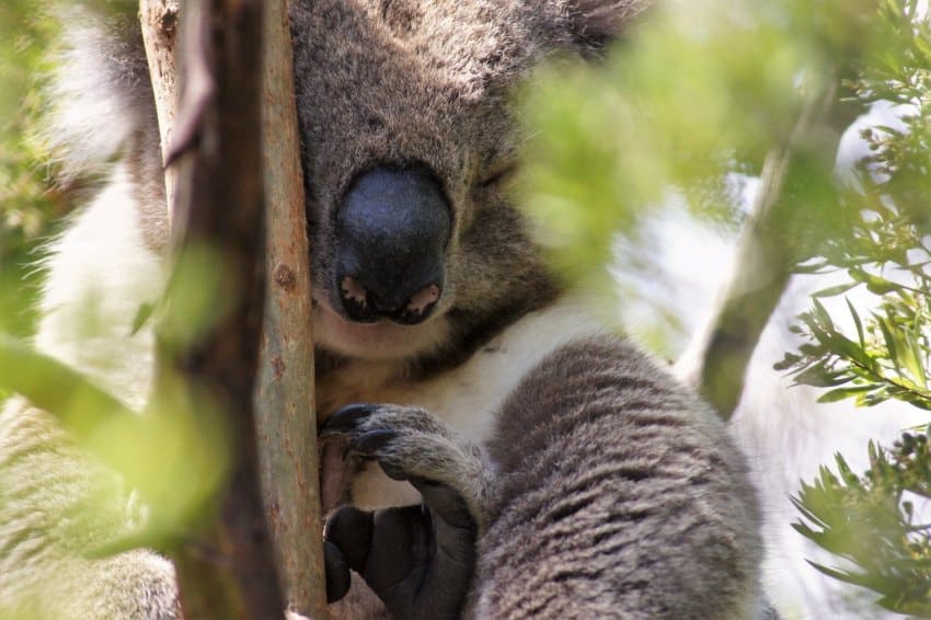 Close-up photograph of a koala sleeping in a tree