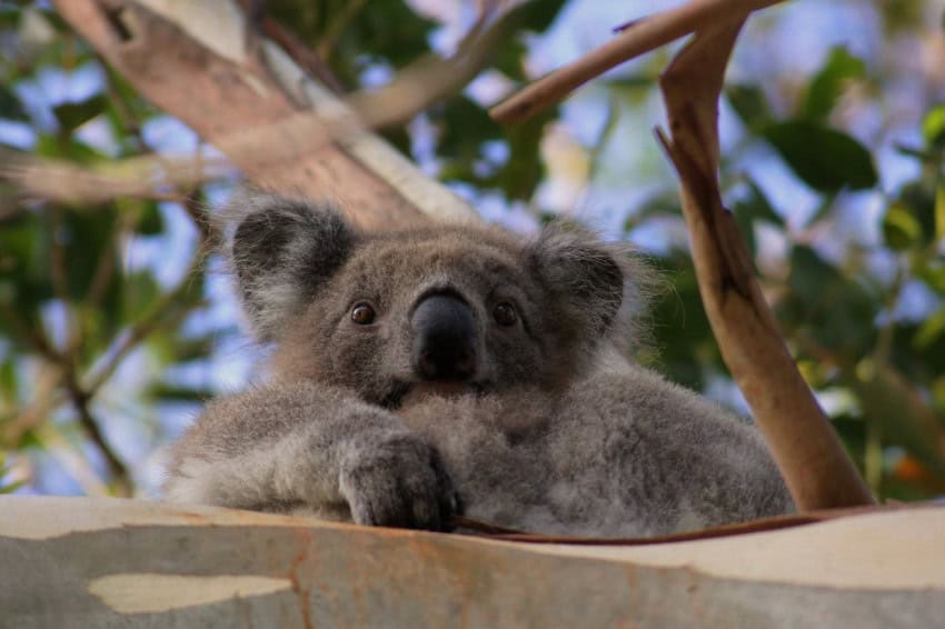Photograph of a koala hanging onto a branch