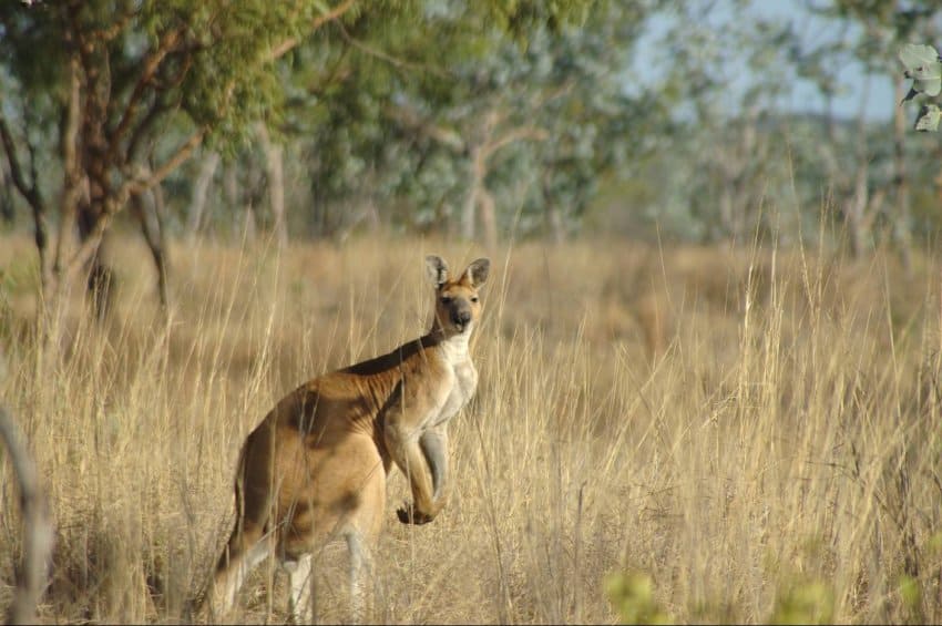 Photograph of a male antilopine wallaroo in a savanna environment