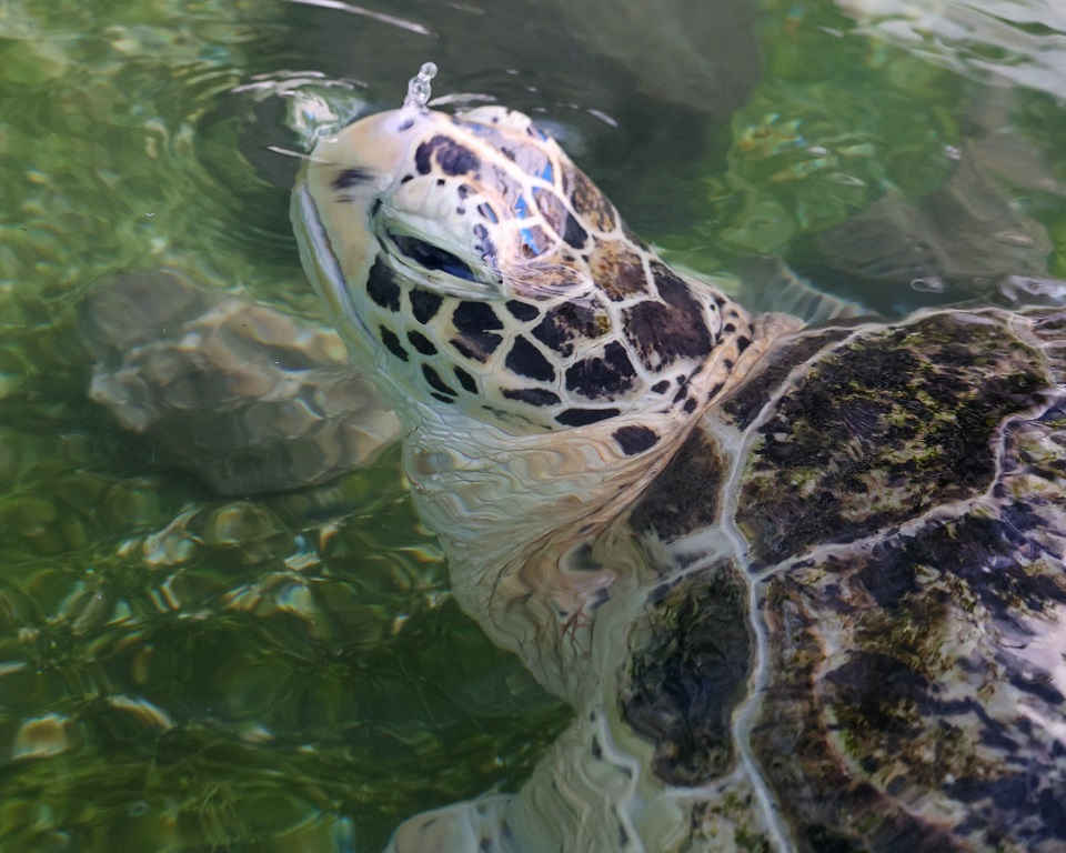 Sea turtle poking nose above water