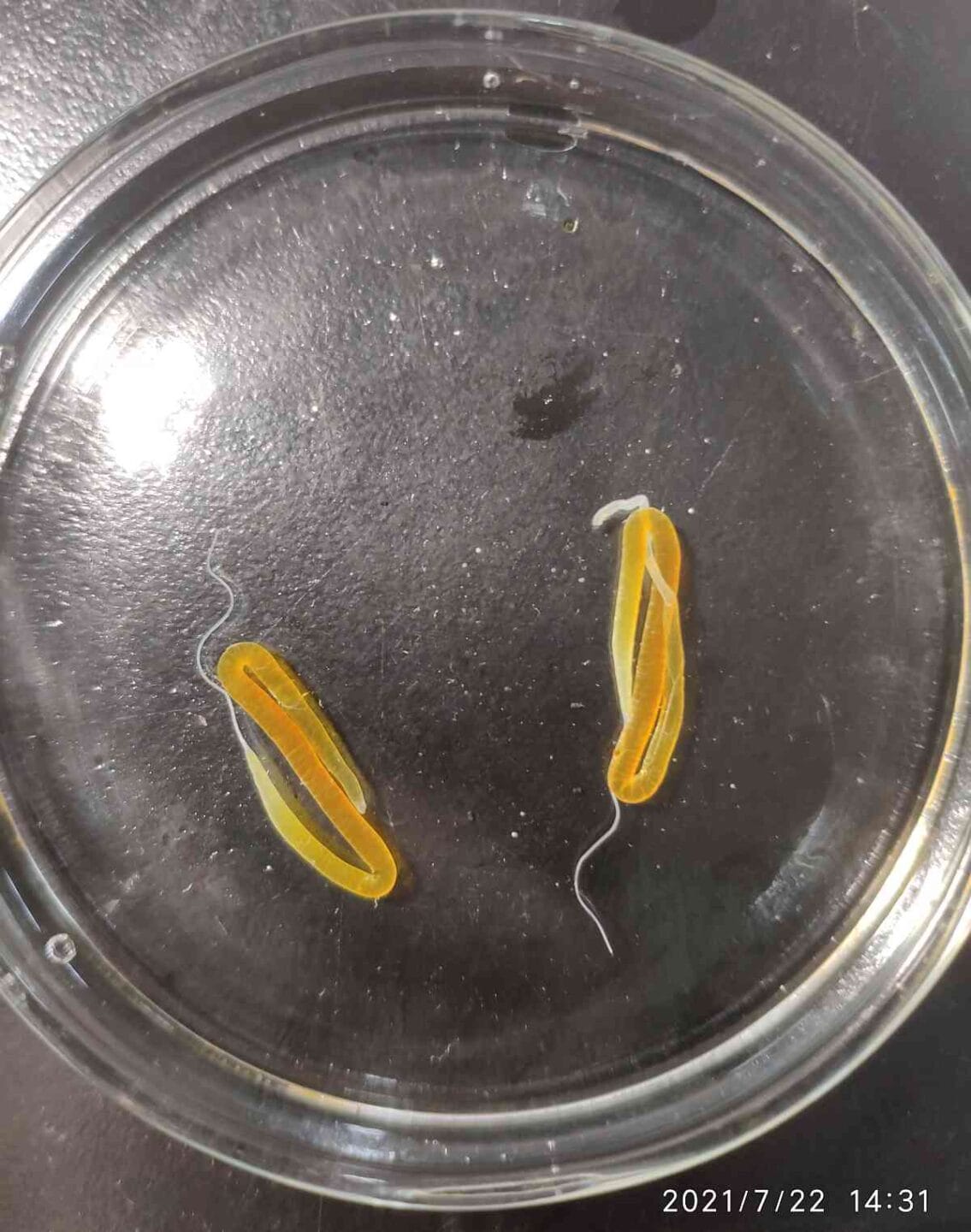 Two silkworm glands sit in a petri dish. They look like bright yellow worms with a silk thread coming out the end.