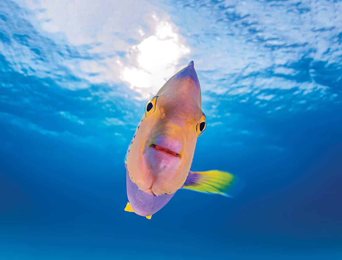 A fish heading towards the camera.