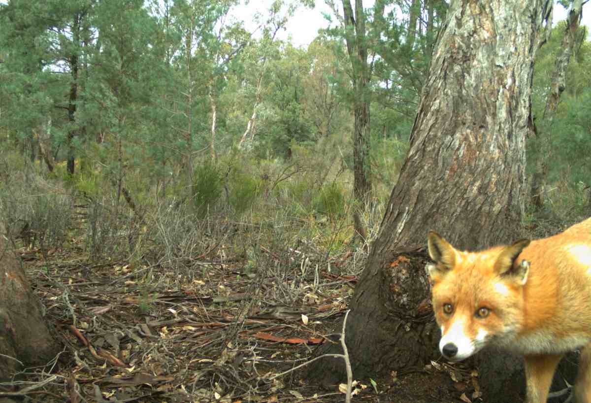 Rambo the fox sneaks up on a camera trap.