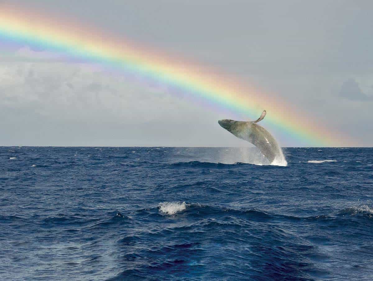 A rainbow arches above the sea, while a whale breaches in the foreground.