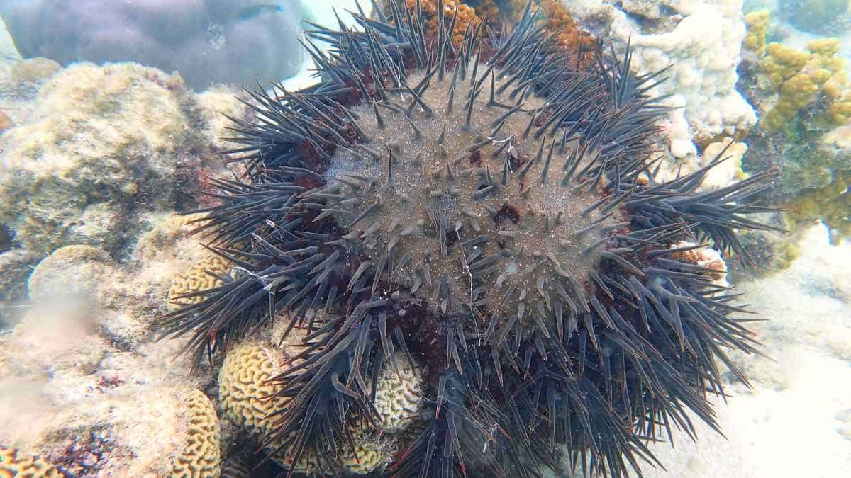 Adult crown-of-thorns starfish underwater