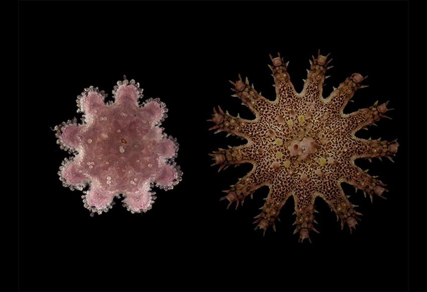 Two small starfish, one pink and one spotted
