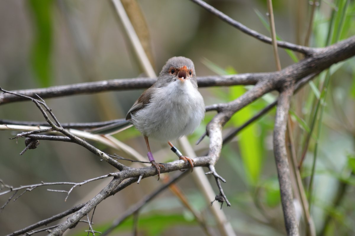 A female superb fairy wren singing at cleland wildlife park south australia andrew katsis flinders university