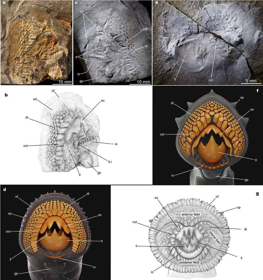 Diagrams comparing fossil and living lamprey teeth