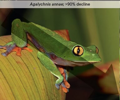 The frog species shown here, agalychni -annae, is in significant decline.