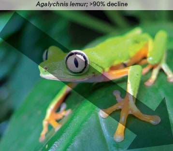 Agalychnis-lemur - a bright green frog with big eyes - is experiencing significant decline.