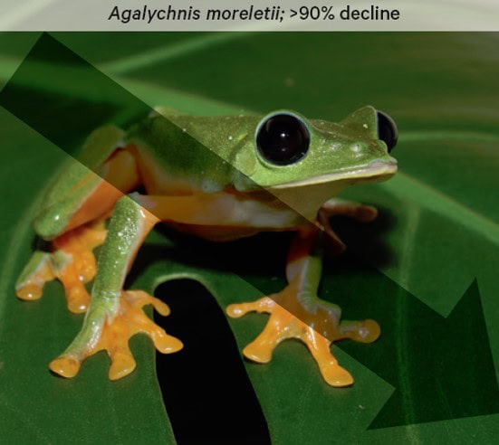 3agalychnis moreletii by chester zoo web 1