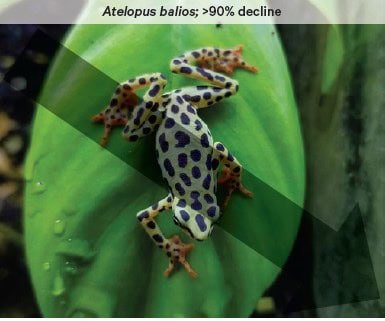 The atelopus balios, a spotted frog, is experiencing signficant decline.