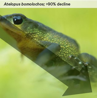 Atelopus-bomolochos is in significant decline.
