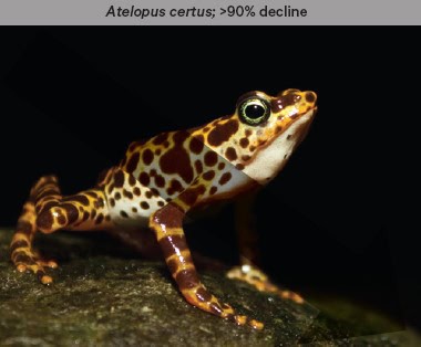Atelopus certus - a brown and yellow speckled frog - is experiencing signficant decline.