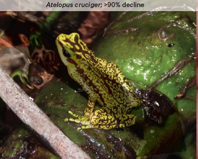 Atelopus cruciger - a yellow and brown speckled frog - is in significant decline.
