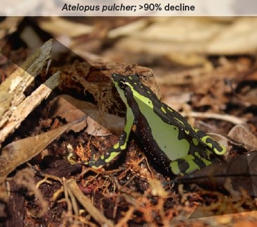 The small brown and green frog atelopus pulcher is experiencing significant decline.