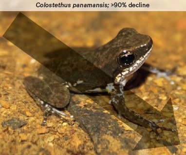 The frog colostethus panamansis is in significant decline.