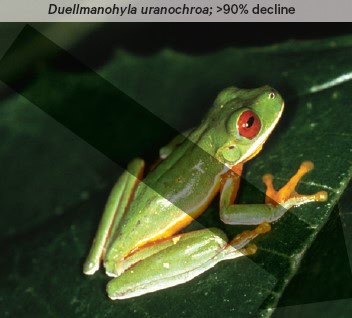 Duellmanohyla uranochroa - a light green frog with big red eyes - is experiencing significant decline.