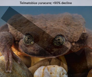 Telmatobius yuracare is experiencing signficant decline.