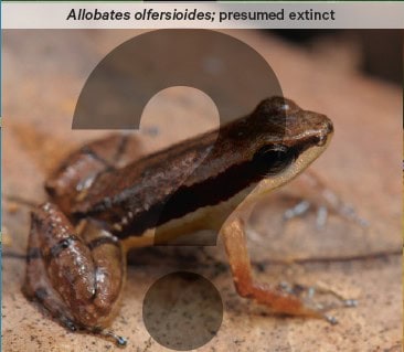 Allobates-olfersioide - a brown frog with a black stripe down its side - is presumed extinct.