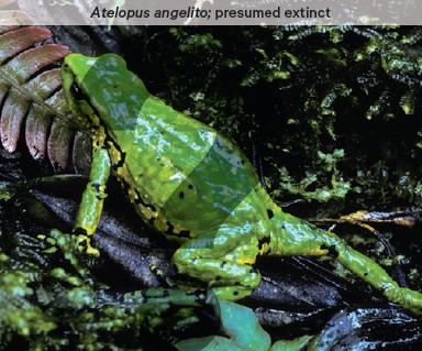 A frog with a green back and yellow and black belly is in its natural environment.