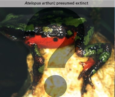 Atelopus arthuri - a frog with a splotched black and green back and red belly - is presumed extinct.