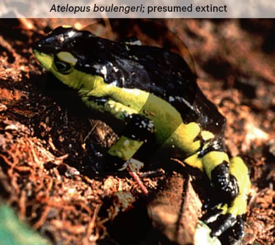 Atelopus-boulengeri - a black frog with a yellow belly - is presumed extinct.
