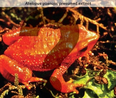 The bright orange frog atelopus-guanujo is presumed extinct.