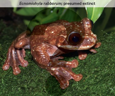 Ecnomiohyla rabborum - is another frog species that is presumed extinct.