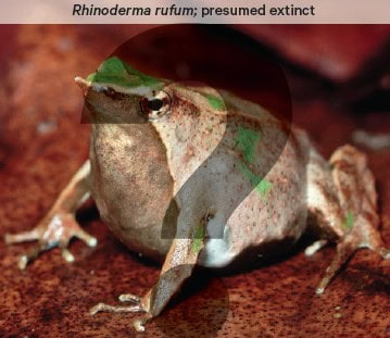 The frog species rhinoderma-rufum is presumed extinct.