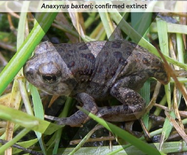 Anaxyrus baxteri, a compact-looking brown coloured frog, is confirmed extinct.