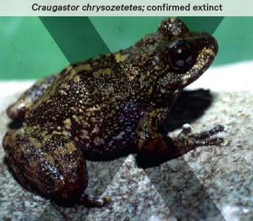 Craugastor chrysozetetes - a a dark green and brown frog - is confirmed extinct.