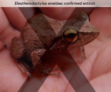 Eleutherodactylus eneidae - a small brown frog that fits snuggly in the palm of the hand - is confirmed extinct.