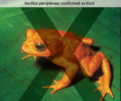 Thr bright orange frog incilius periglenes is confirmed extinct.