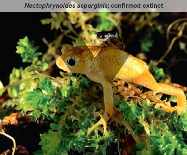 The nectophrynoides-asperginis - a bright yellow frog - is confirmed extinct.