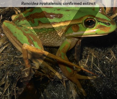 A green frog with brown patches.