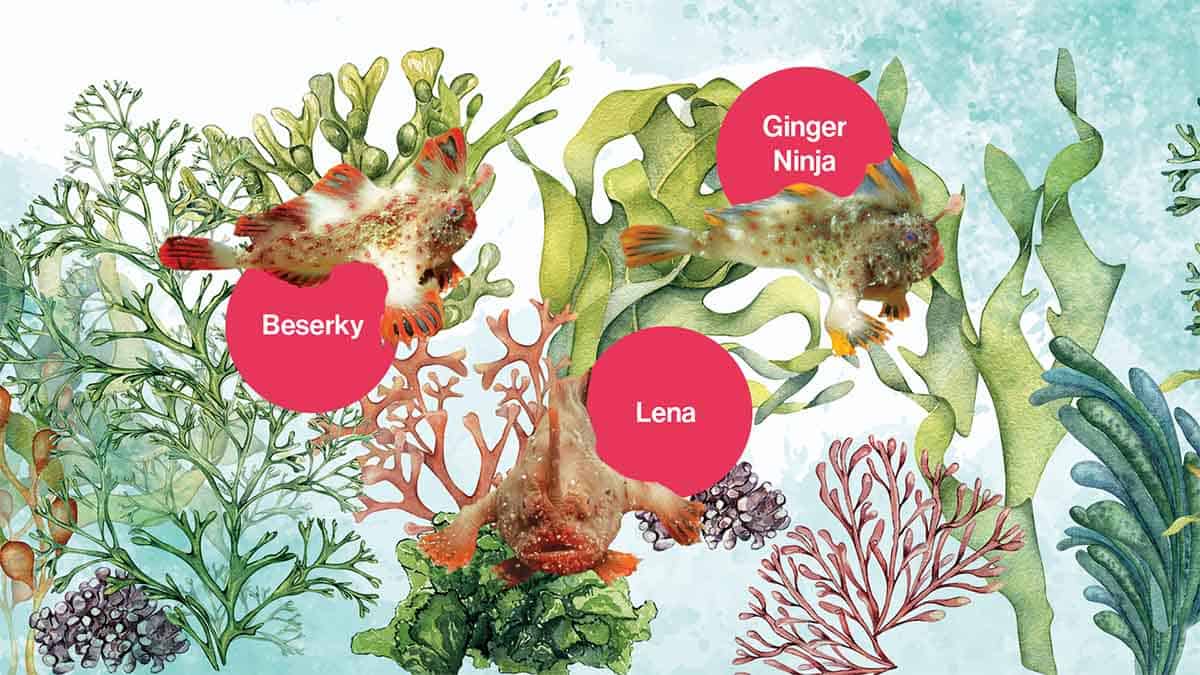 Three of the captive handfish that will be released into the wild.