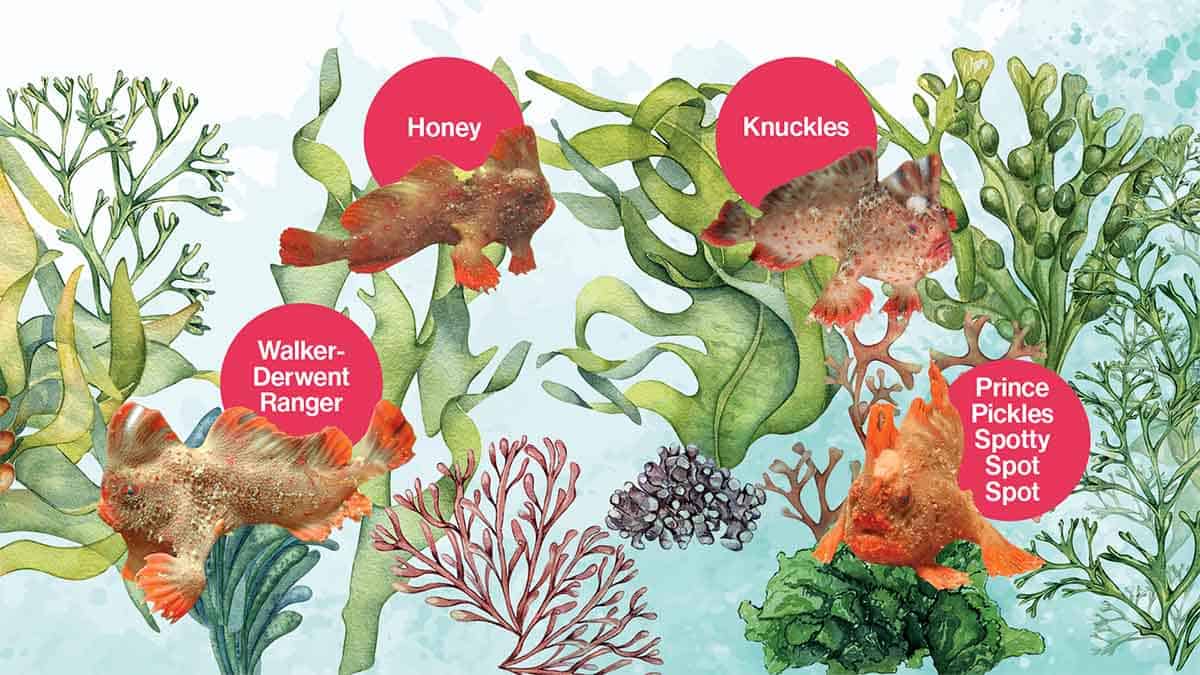 Four of the captive handfish that will be released into the wild.