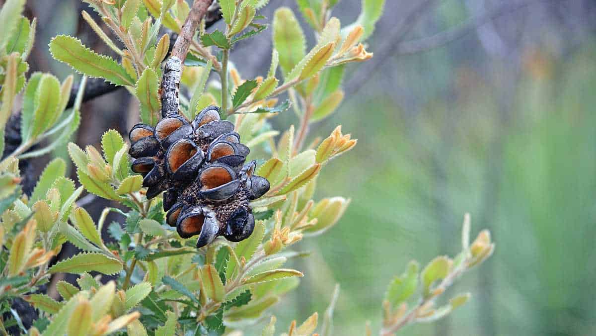 Old man banksia.
