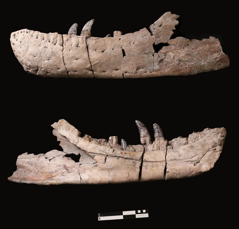 Jaw bone fossil tyrannosaurus on black background