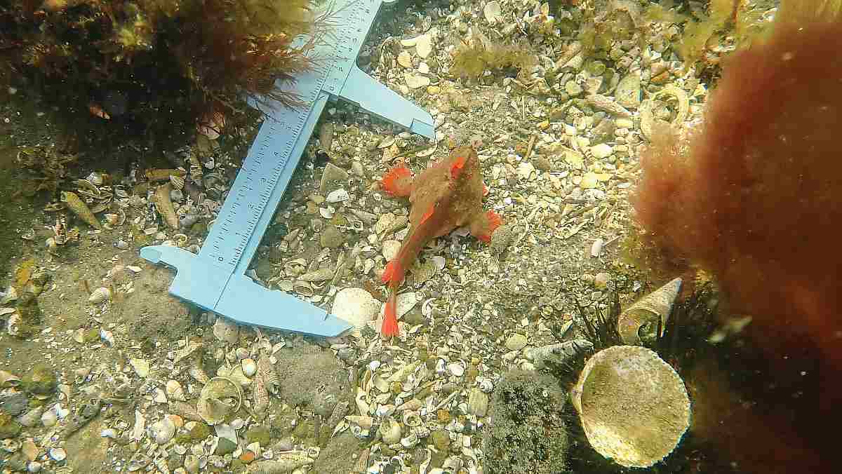 A red handfish is measured as it sits on the sandy bottom of the tank.