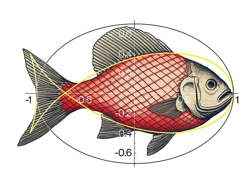 An x and y axis overlayed over an illustration of a fish.