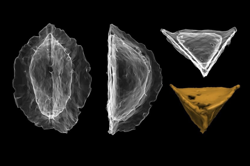 Micro ct scans of diamond-shaped pyrenes