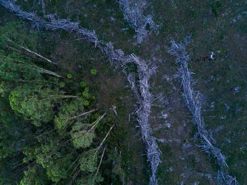 Overhead photograph of the impacts of logging on a mountain ash forest in victoria