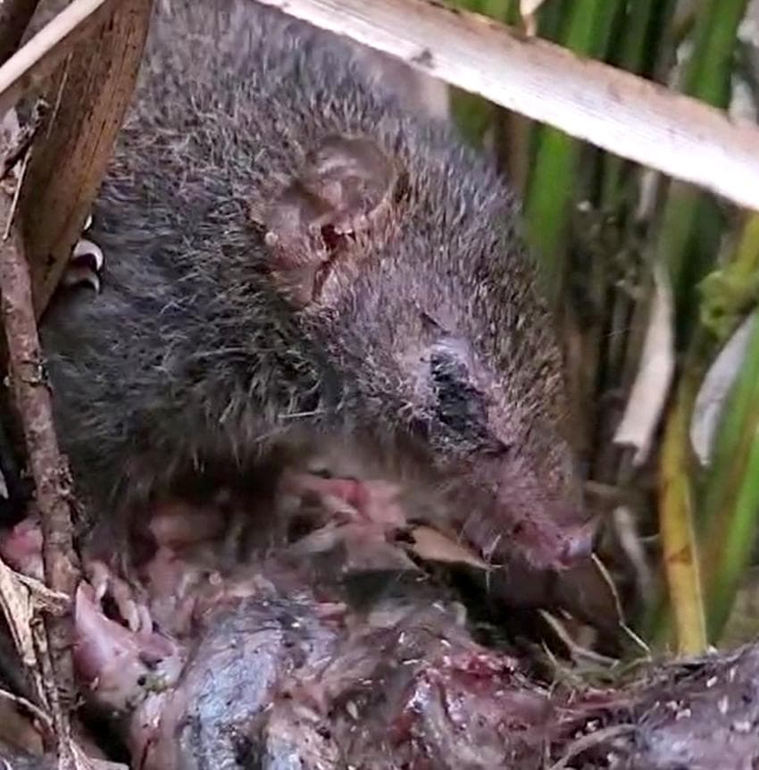 Small mammal on side missing eye